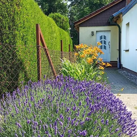 Albrecht In Metschow Borrentin